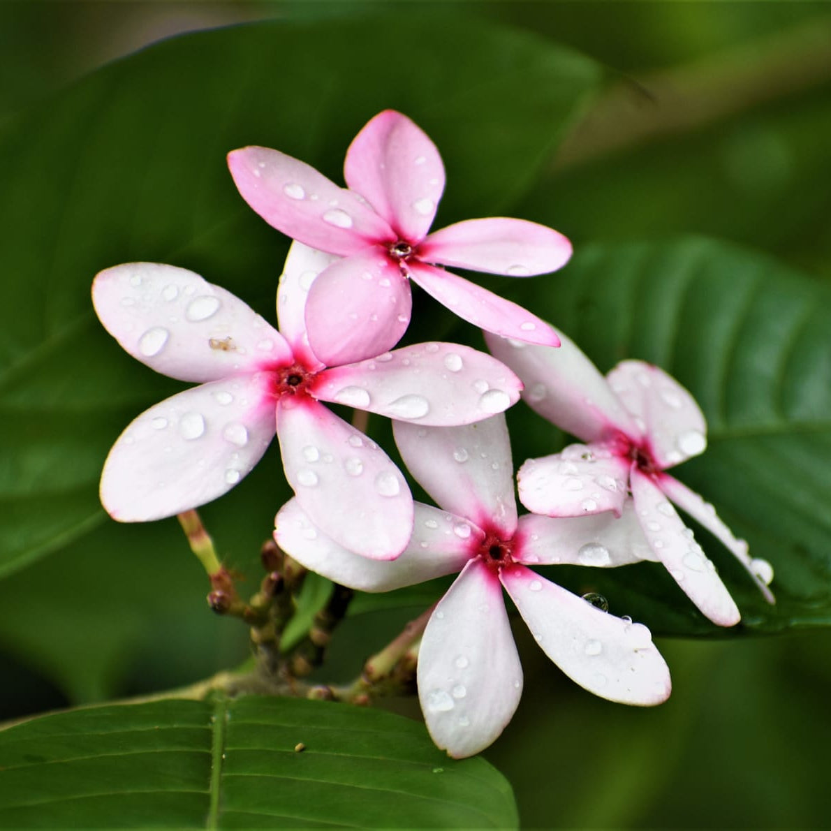 Native Kopsia singapurensis